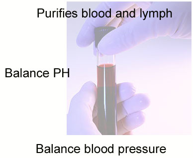 Purifies blood and lymph, balance PH, balance blood pressure
